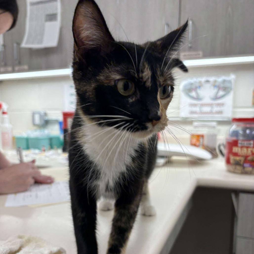 Celeste — thumbnail 2