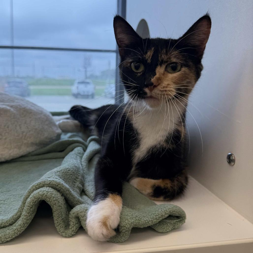 Celeste — thumbnail 3