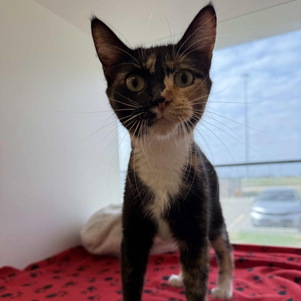 Celeste — thumbnail 4