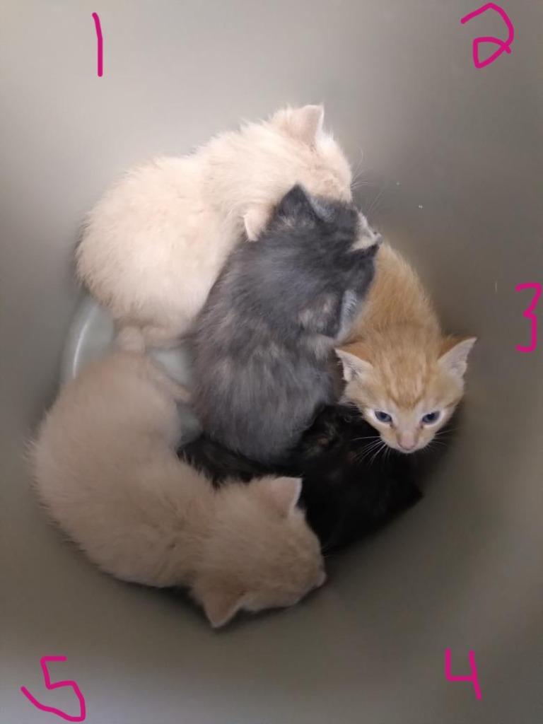 Enlarge Rascal, a Adopted mixed breed in Owatonna, MN image 1/2