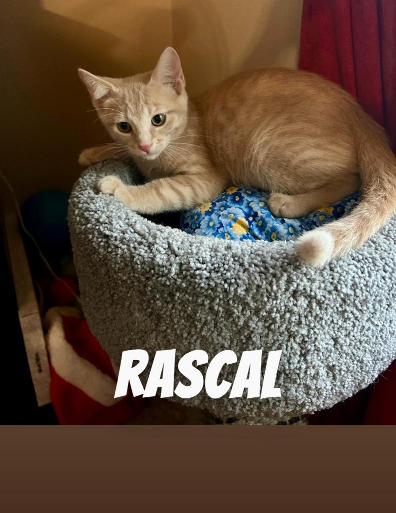 Enlarge Rascal, a Adopted mixed breed in Owatonna, MN image 2/2
