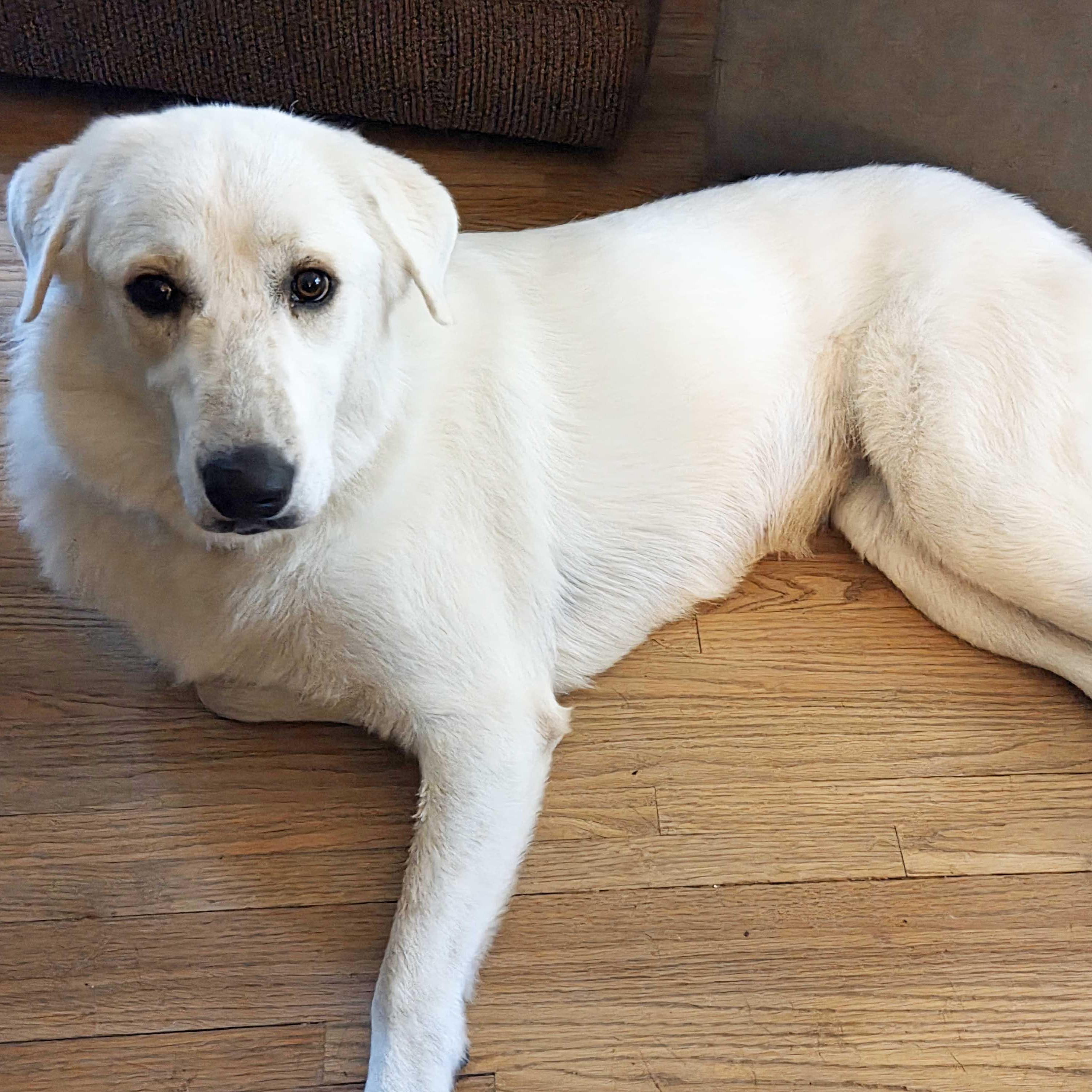 Lollie, an adoptable mixed breed in White Bear Lake, MN image 1/6