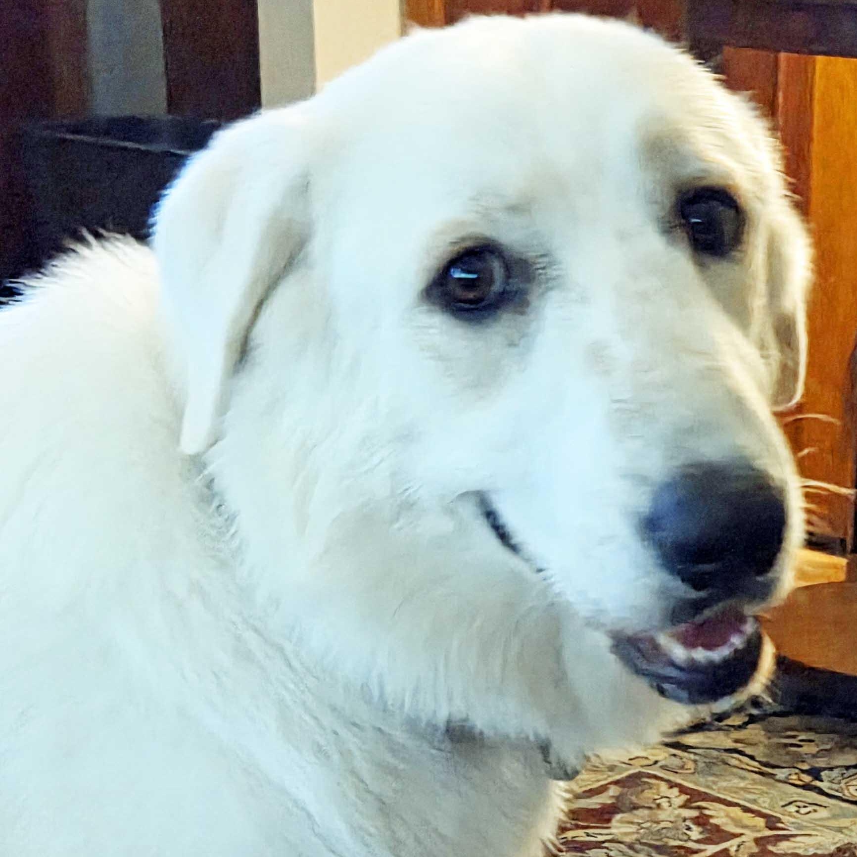 Lollie, an adoptable mixed breed in White Bear Lake, MN image 2/6