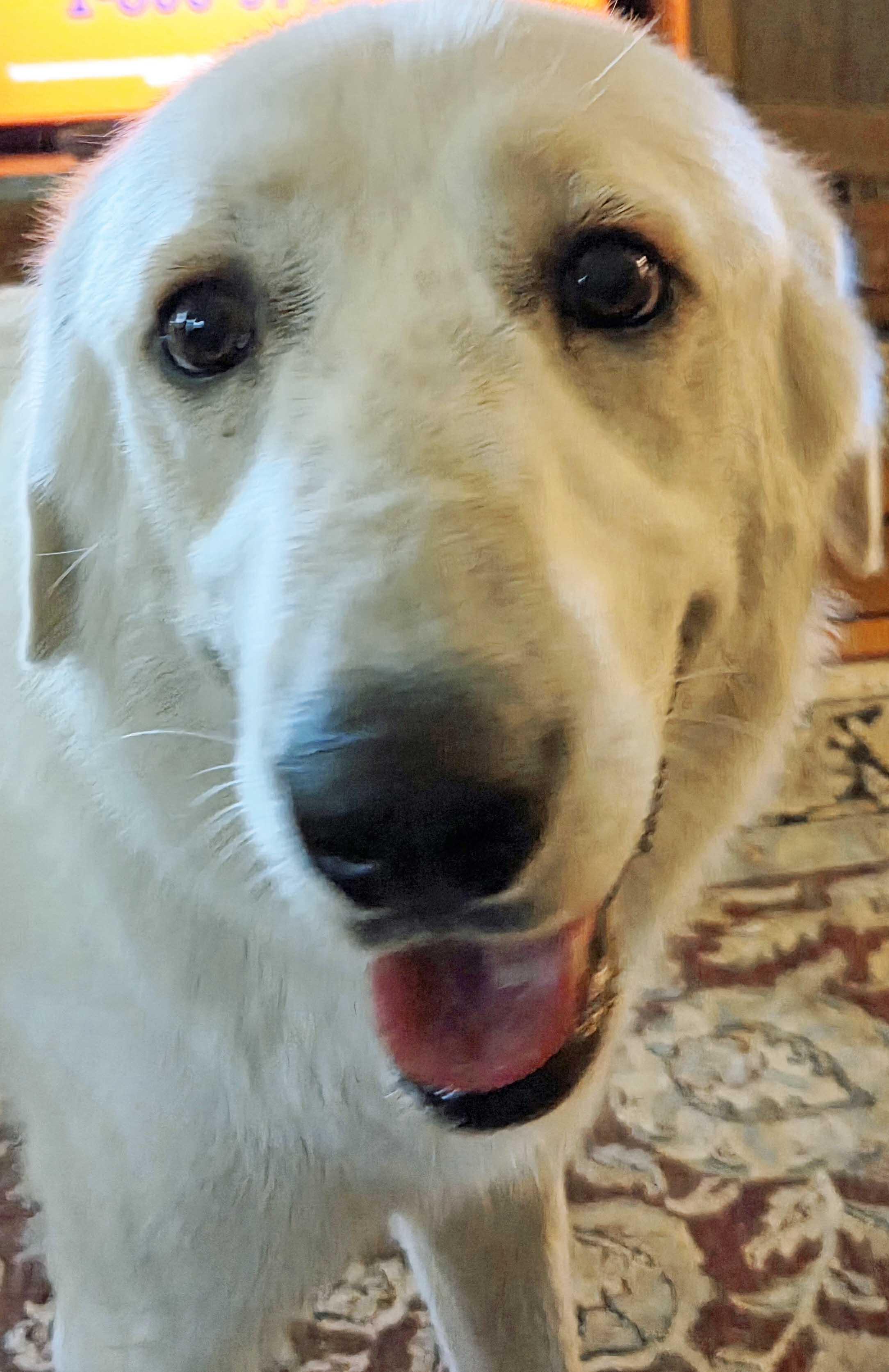 Lollie, an adoptable mixed breed in White Bear Lake, MN image 3/6