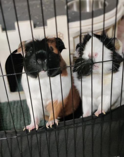 Marcie / Connie, Adoptable, Adult Female Guinea Pig.