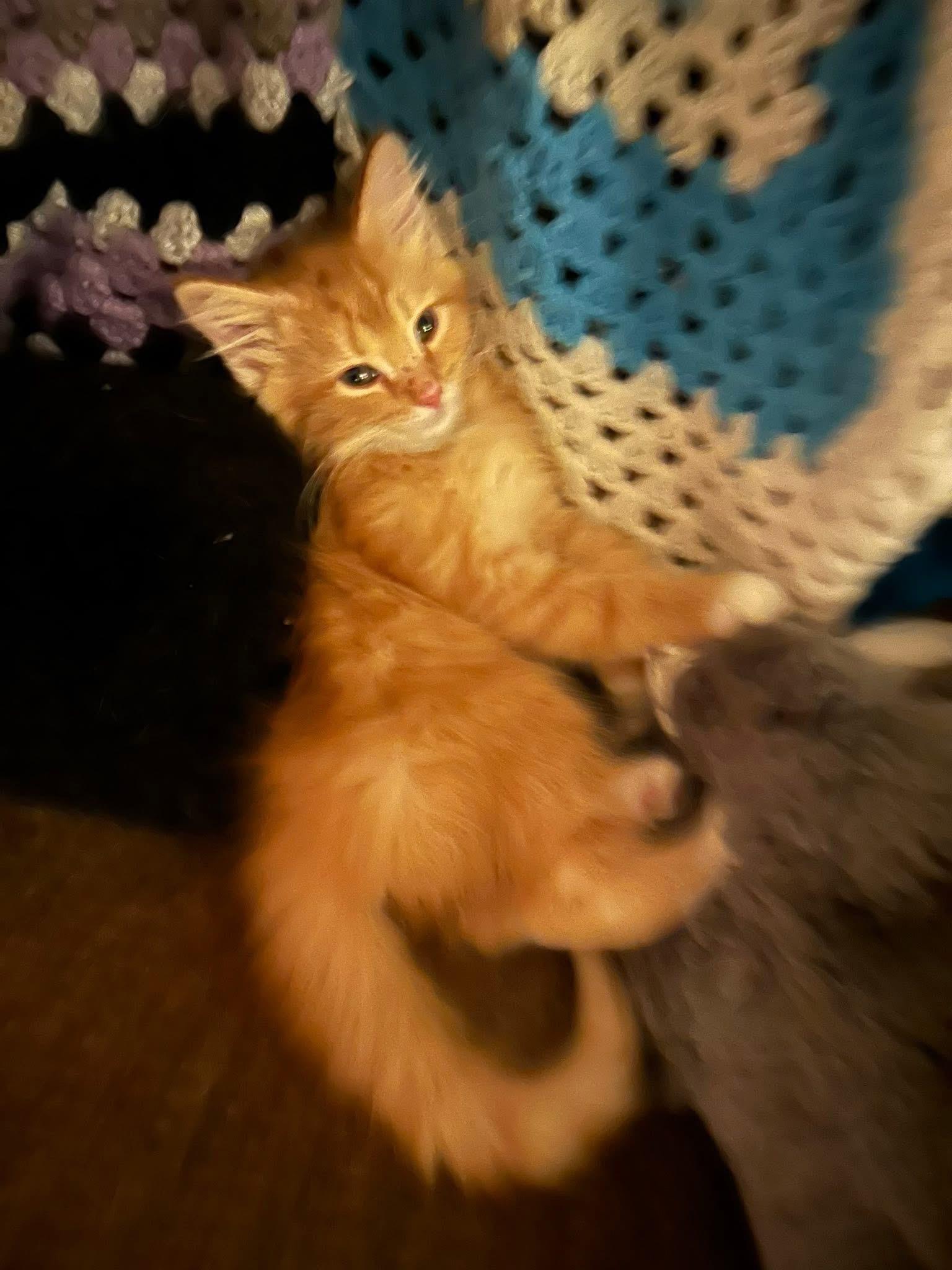 Cheddar photo 3