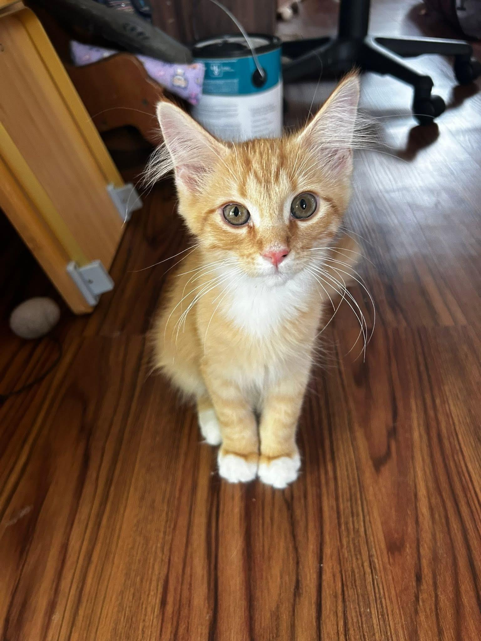 Cheddar, Baby Male unknown