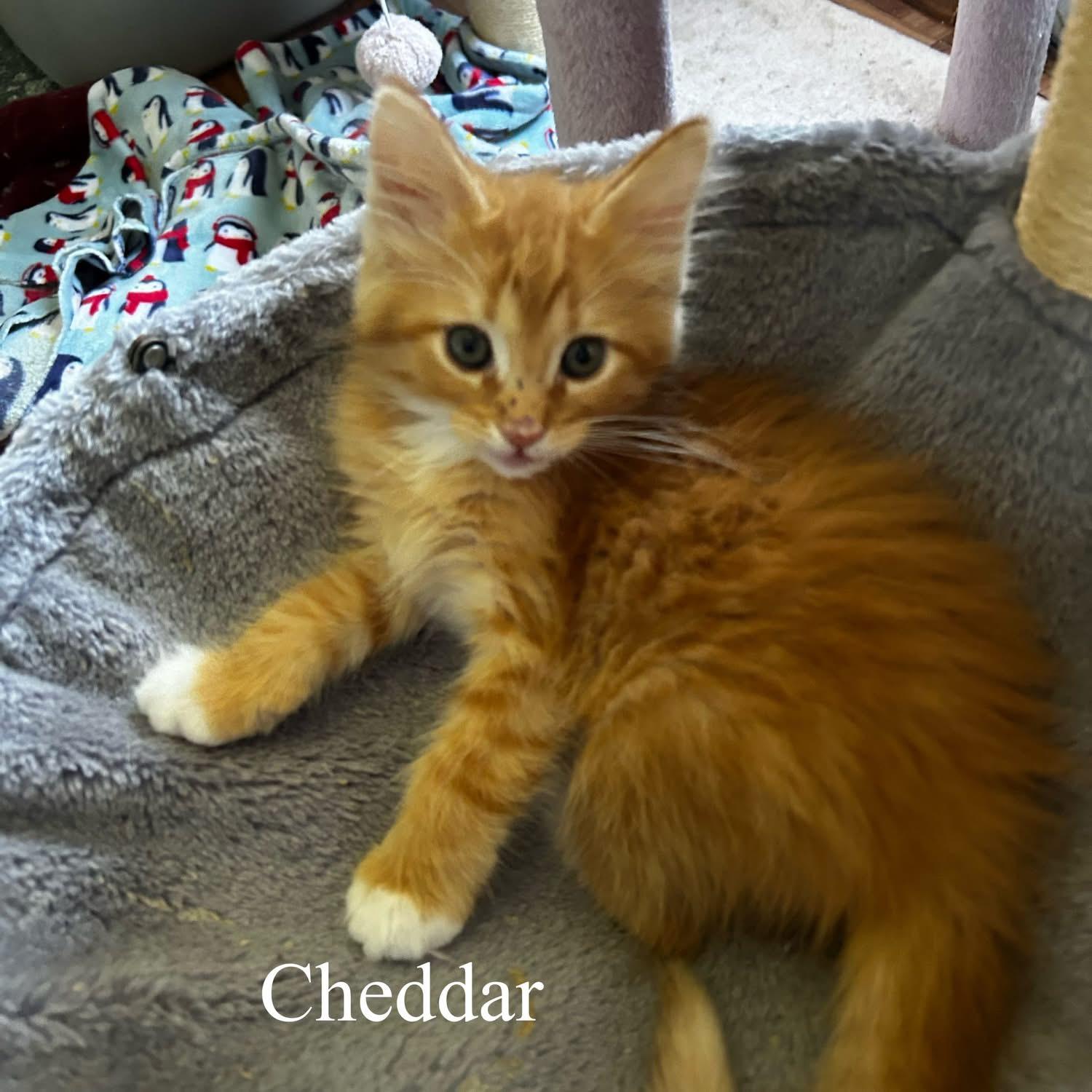 Cheddar photo 2