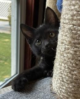 Enlarge Lottie, a Adoptable mixed breed in Pasco, WA image 4/5