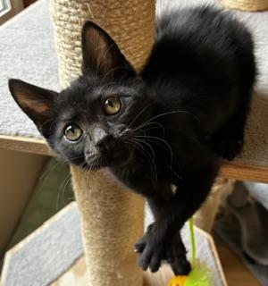Enlarge Lottie, a Adoptable mixed breed in Pasco, WA image 3/5