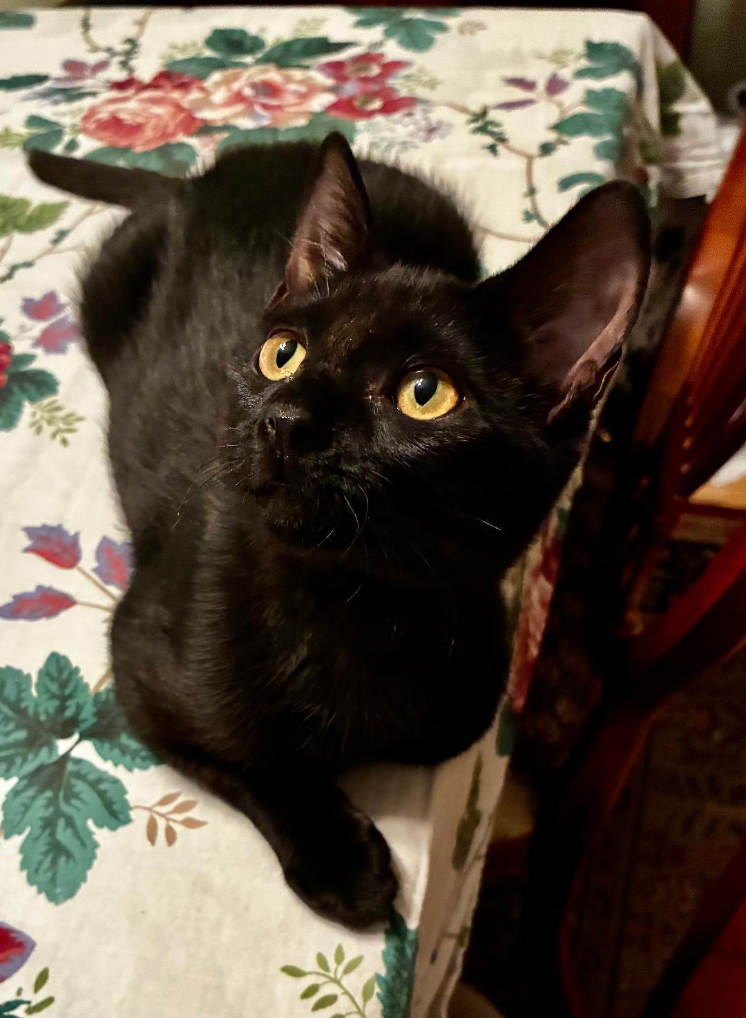 Enlarge Lottie, a Adoptable mixed breed in Pasco, WA image 1/5