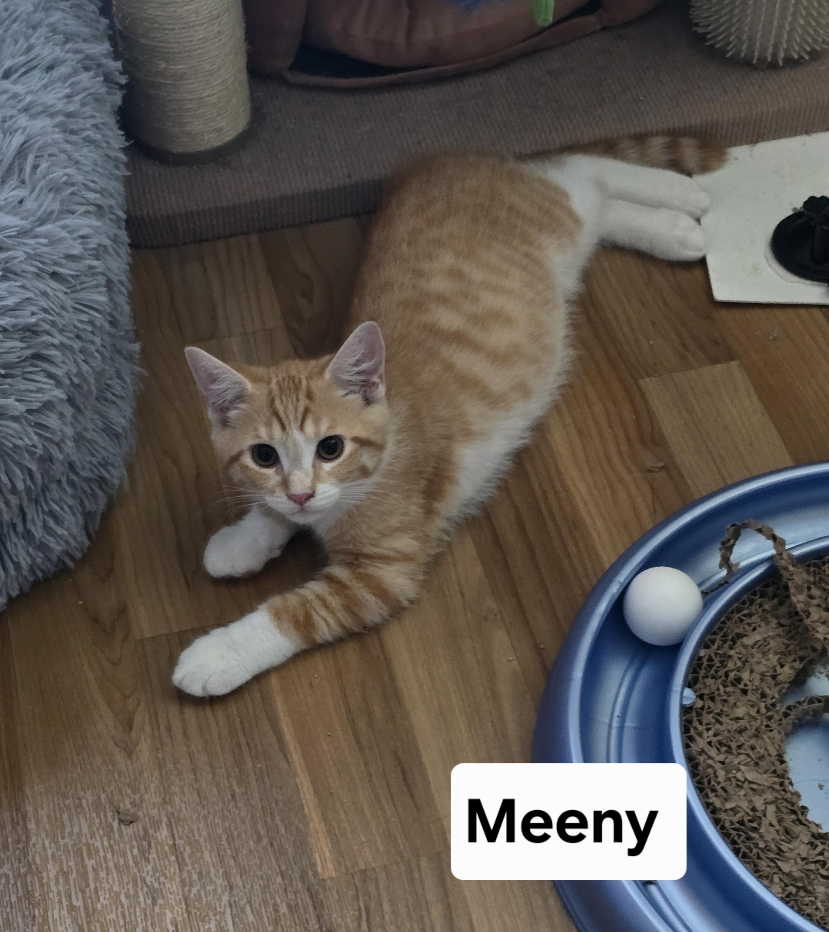 Enlarge Meeny, a Adoptable Domestic Short Hair in Massillon, OH image 2/2