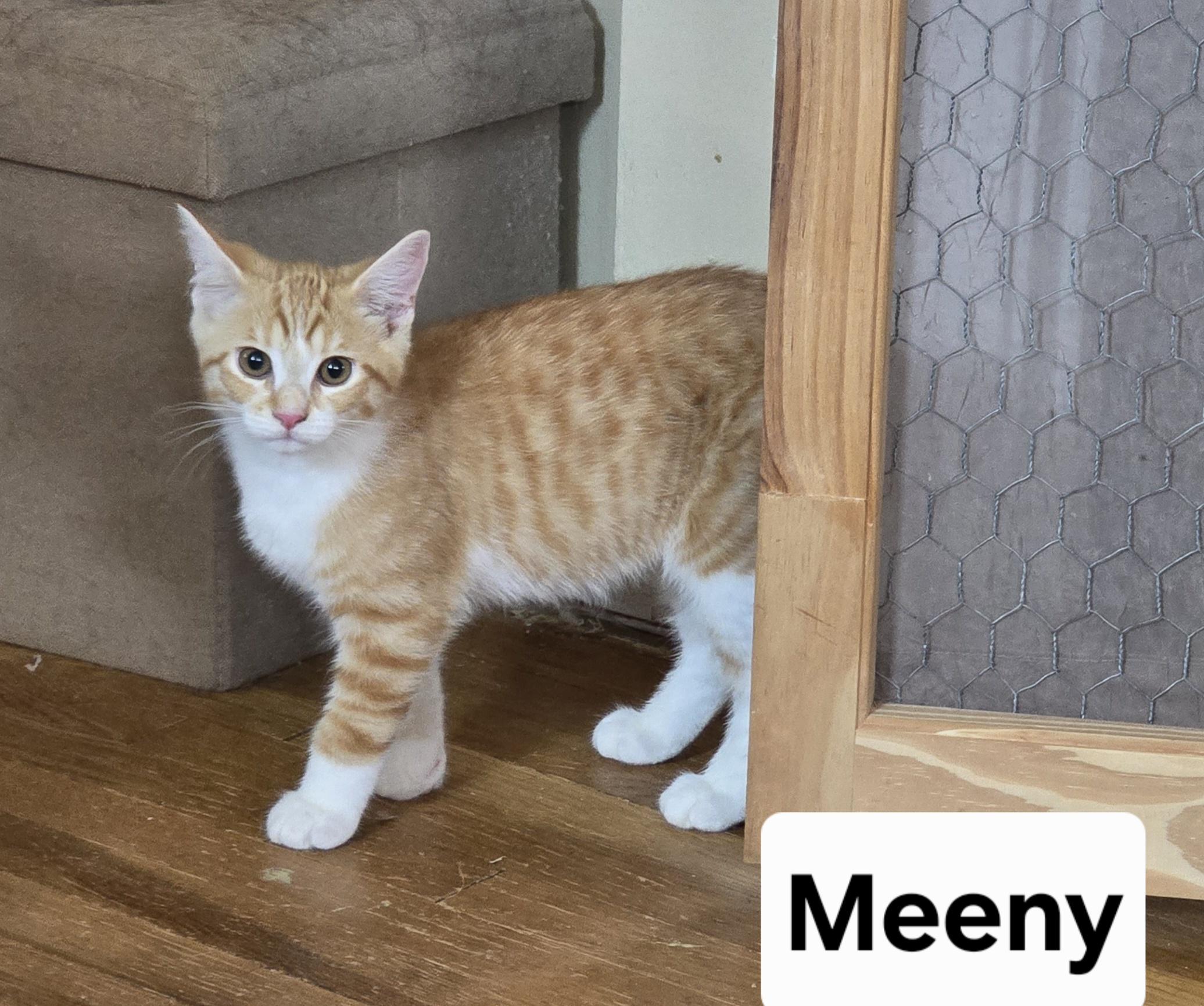 Meeny, Adoptable, Kitten Male Domestic Short Hair.