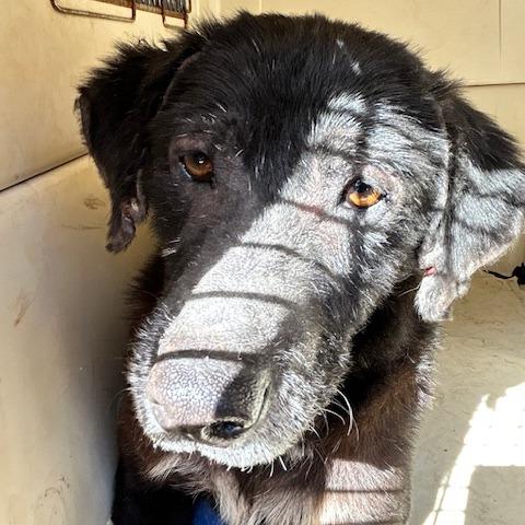 Angel, Adoptable, Senior Female Mixed Breed.