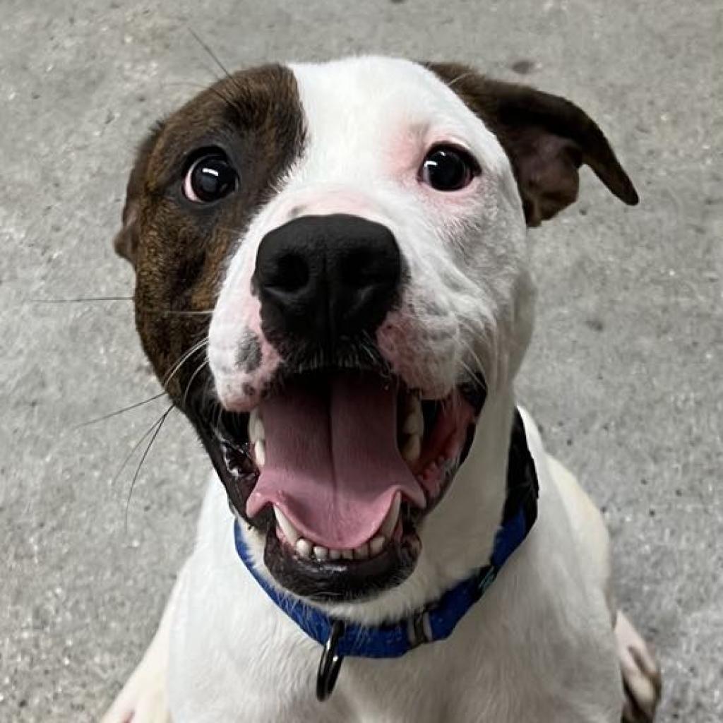 Mickey, a Adoptable Mixed Breed in South Haven, MI image 1/6