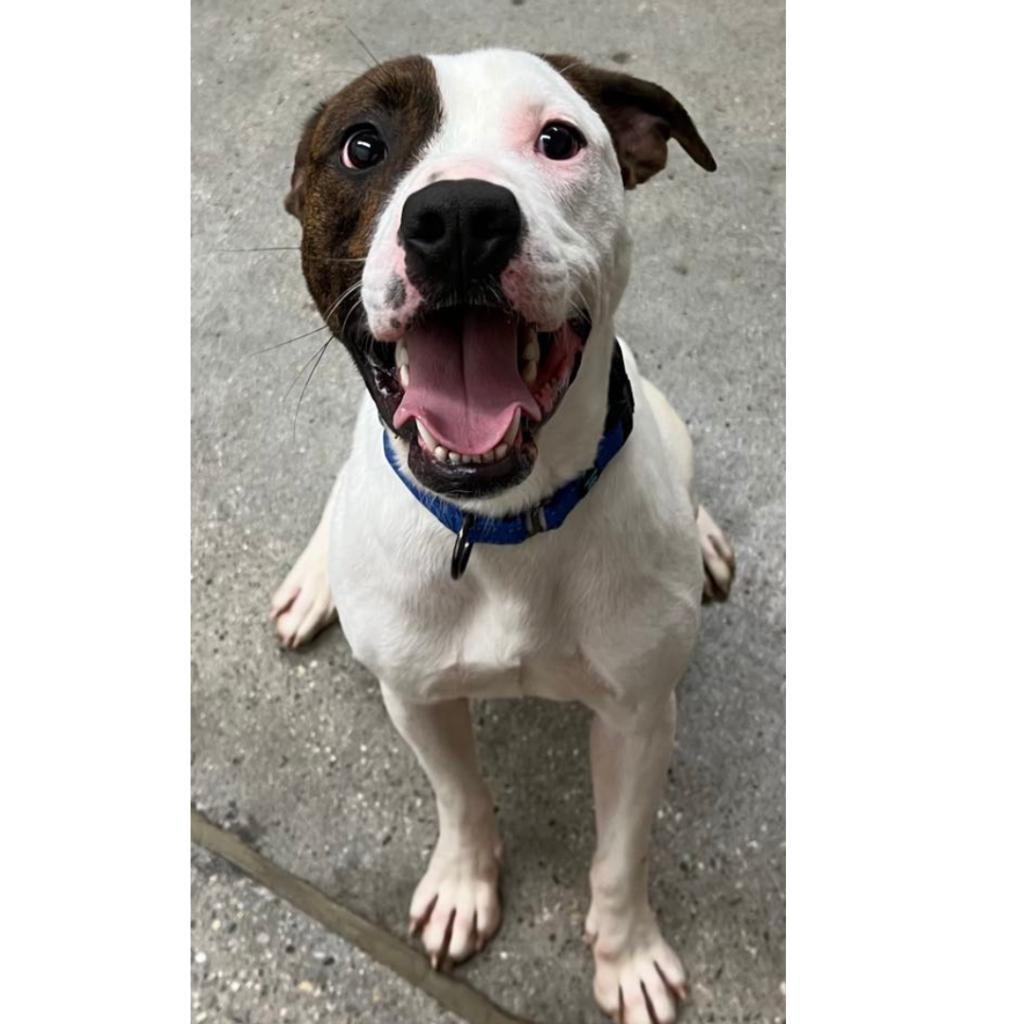 Mickey, a Adoptable Mixed Breed in South Haven, MI image 5/6