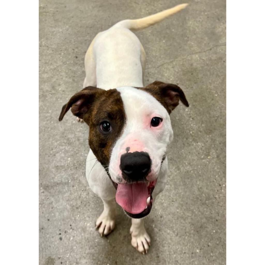 Mickey, a Adoptable Mixed Breed in South Haven, MI image 6/6