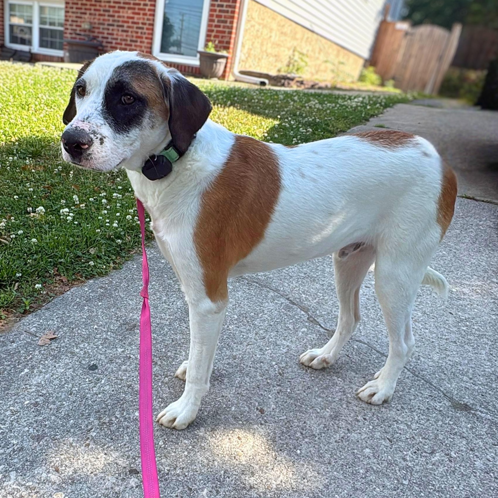 Diego, ADOPTABLE, Young Male Great Pyrenees.