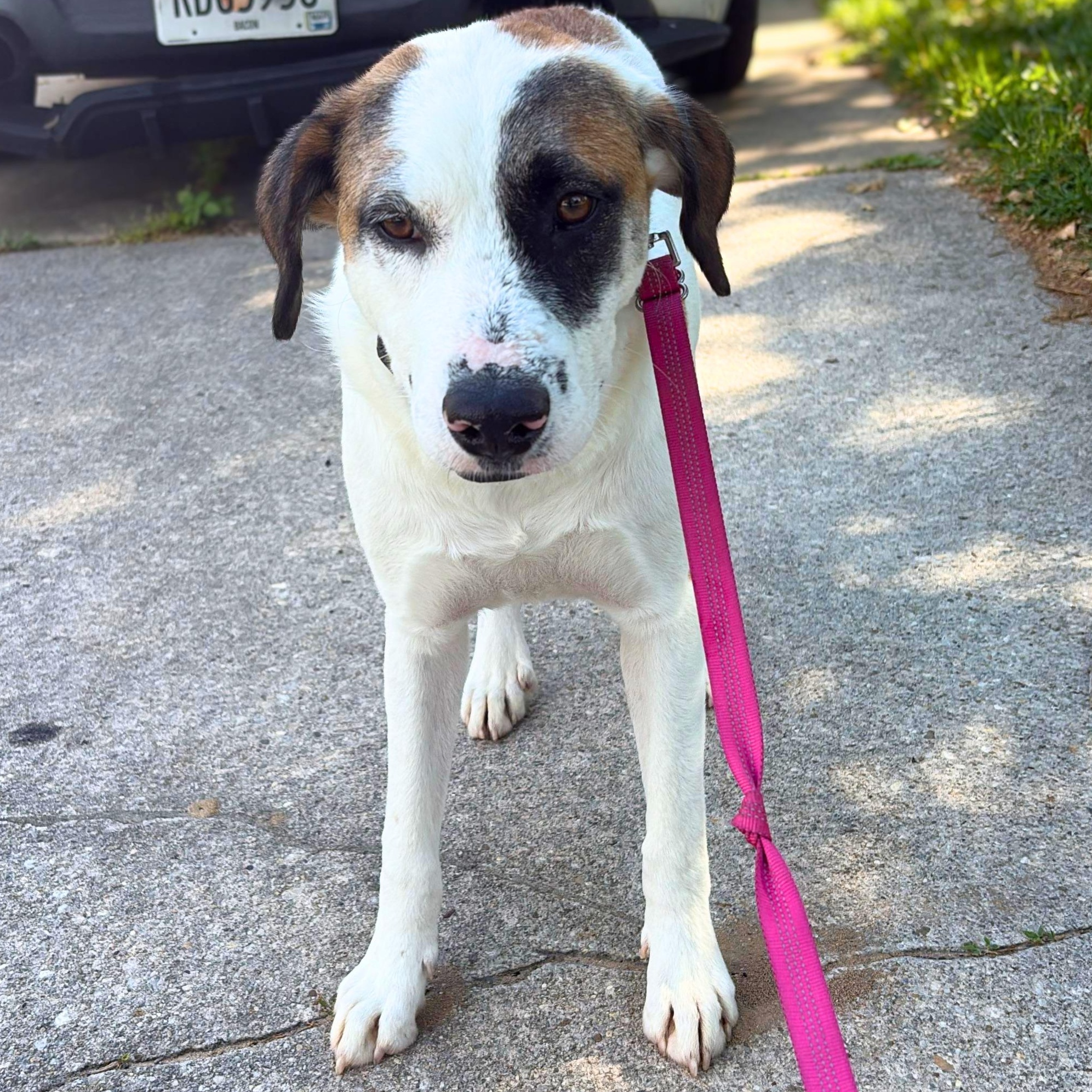 Enlarge Diego, a ADOPTABLE mixed breed in Annapolis, MD image 4/6