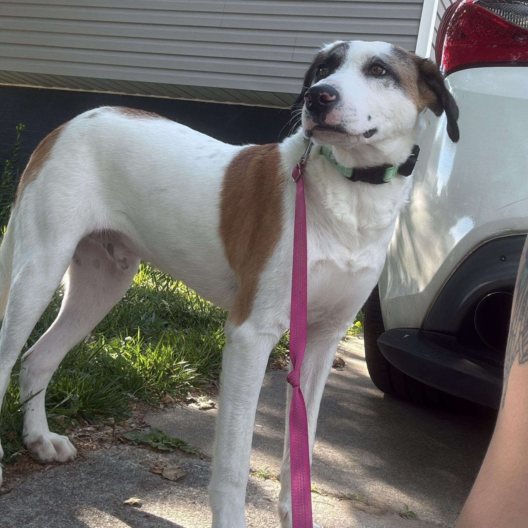 Enlarge Diego, a ADOPTABLE mixed breed in Annapolis, MD image 6/6