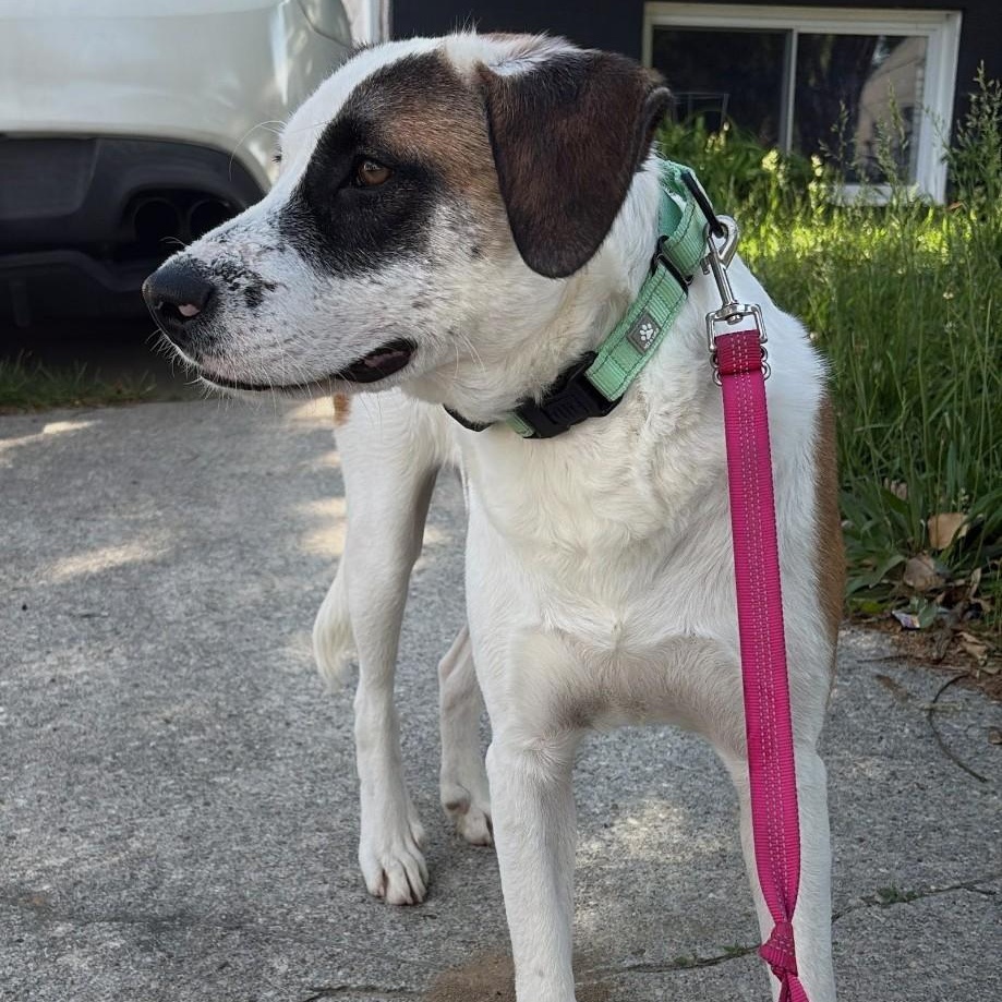 Enlarge Diego, a ADOPTABLE mixed breed in Annapolis, MD image 5/6