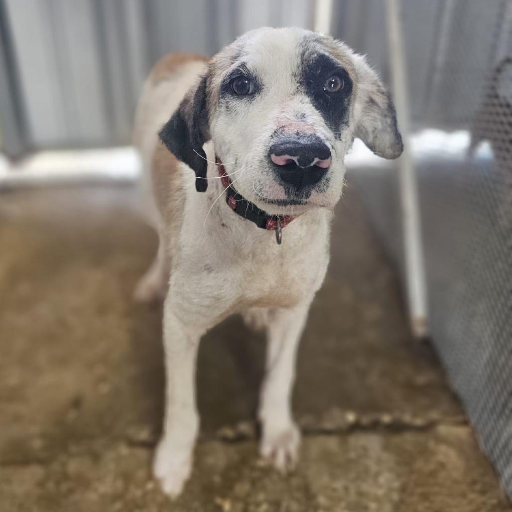 Enlarge Diego, a ADOPTABLE mixed breed in Annapolis, MD image 2/6