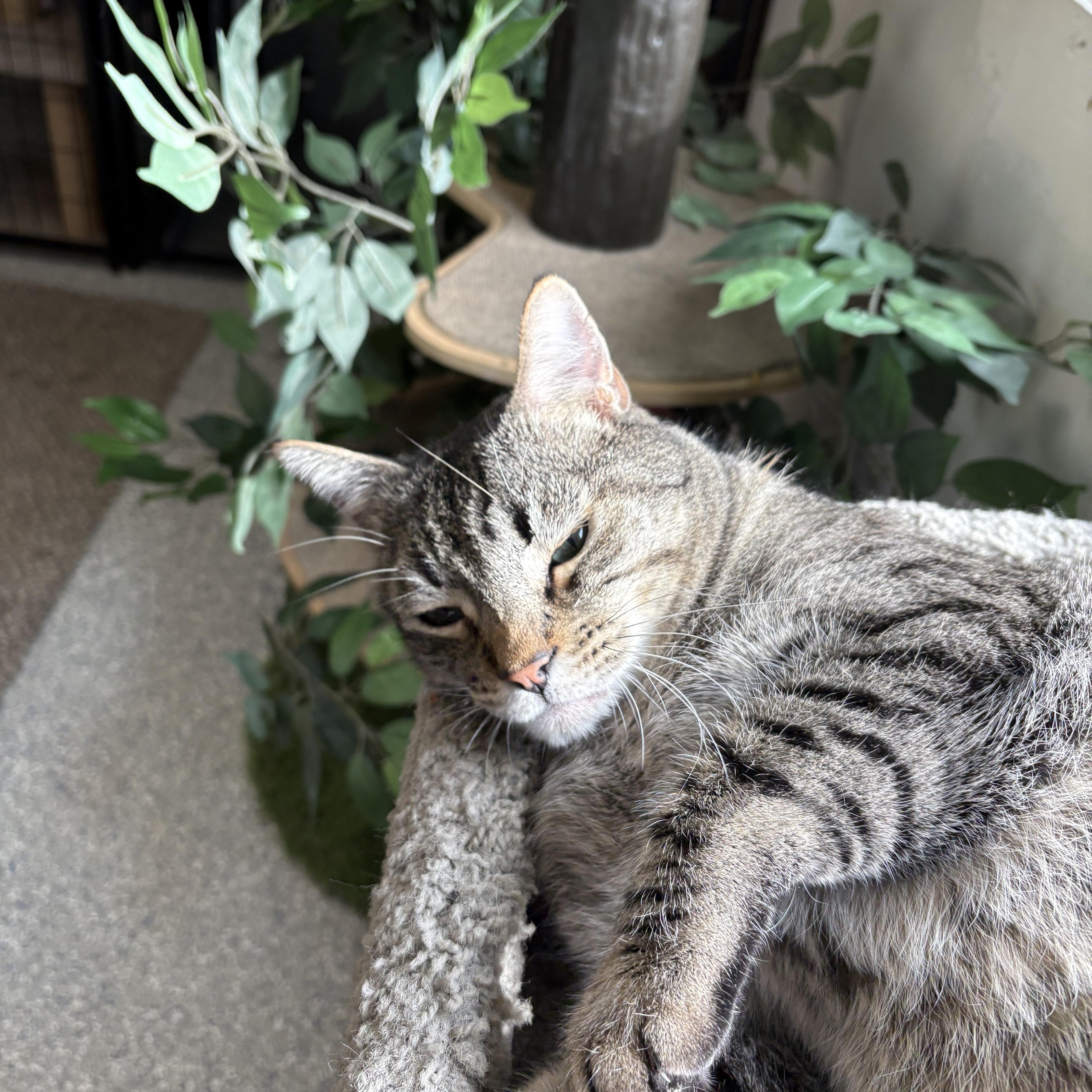 Ferris, an adopted Domestic Short Hair in Carson City, NV image 2/4