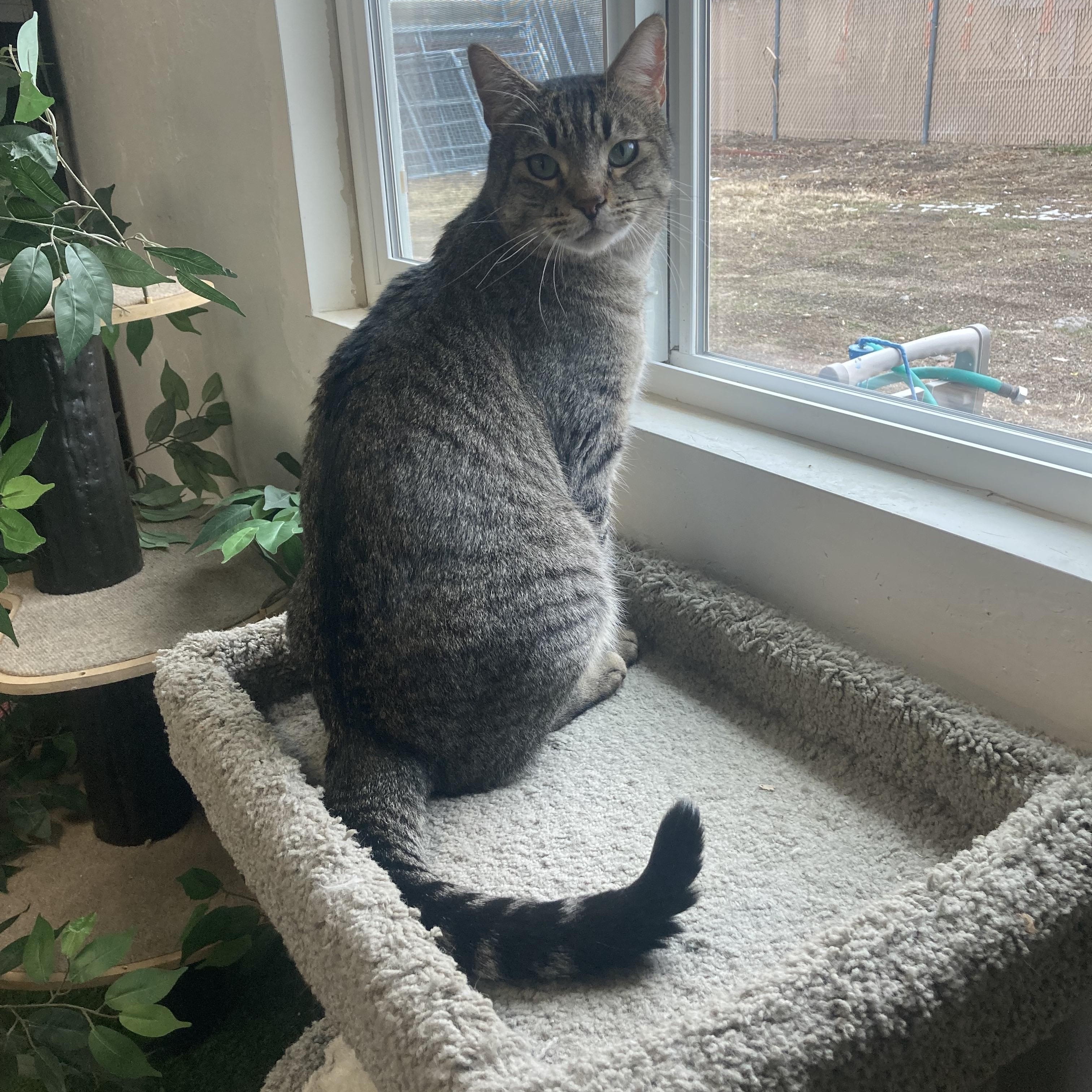 Ferris, an adopted Domestic Short Hair in Carson City, NV image 4/4