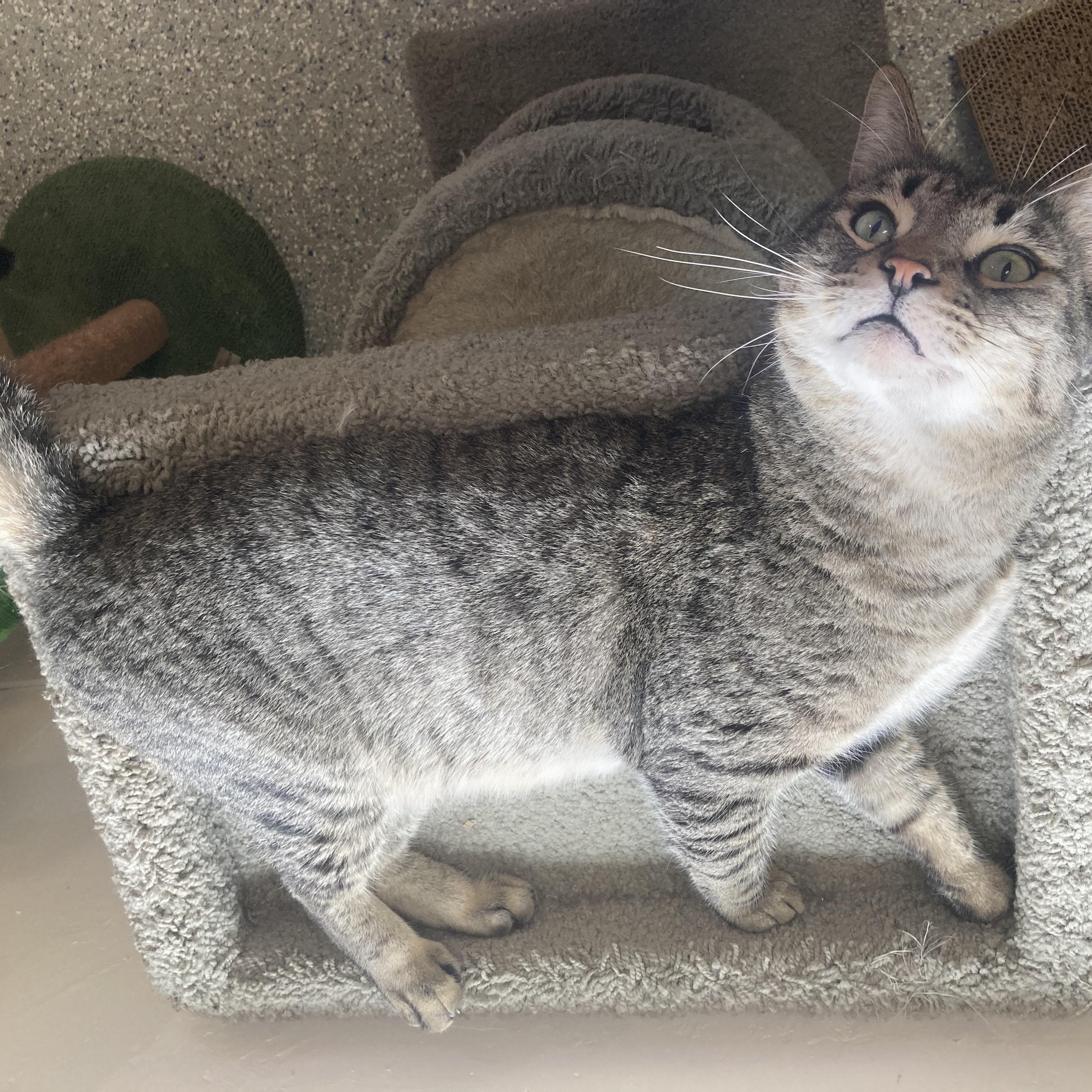 Ferris, an adopted Domestic Short Hair in Carson City, NV image 3/4