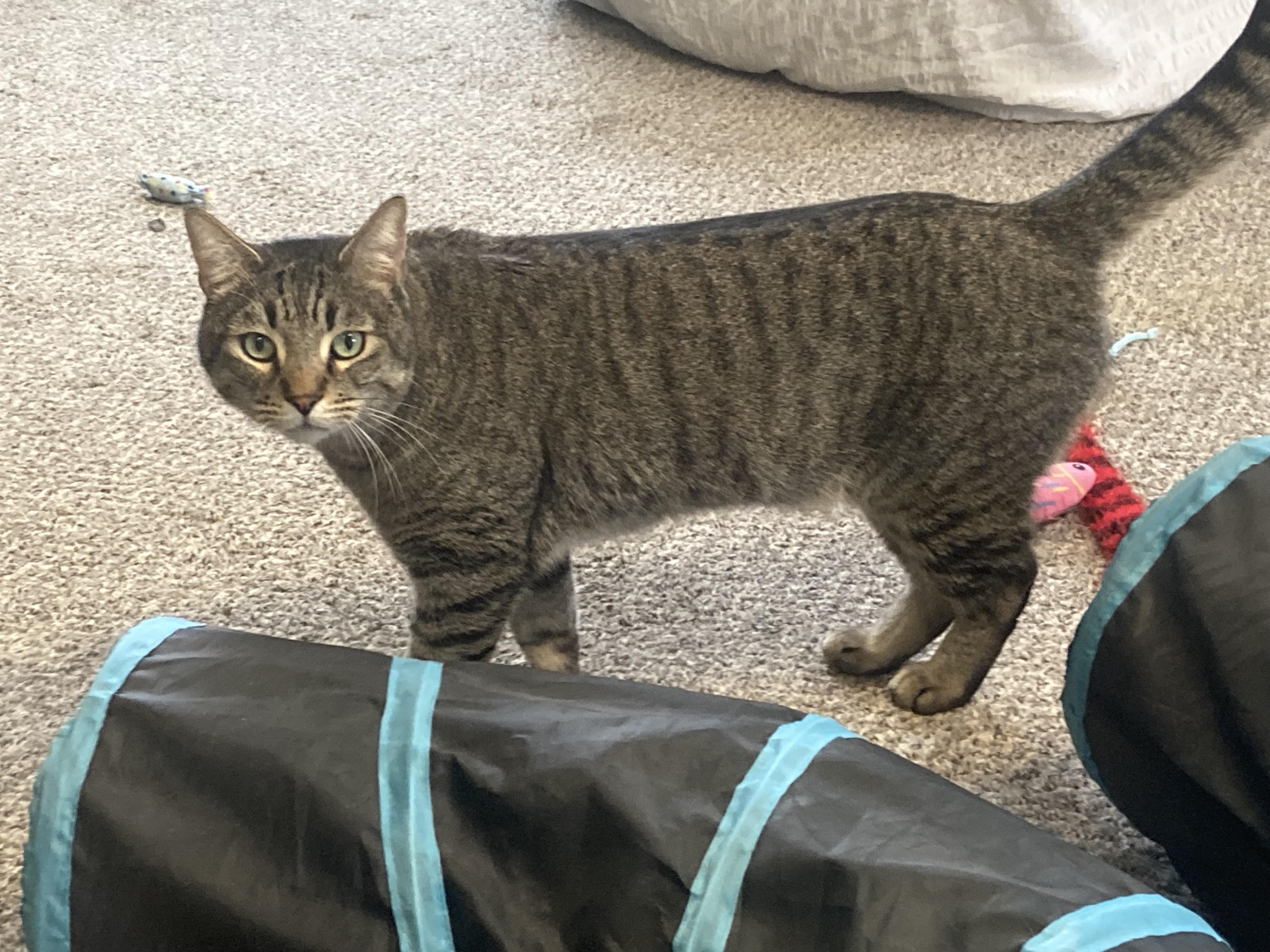 Ferris, an adopted Domestic Short Hair in Carson City, NV image 1/4