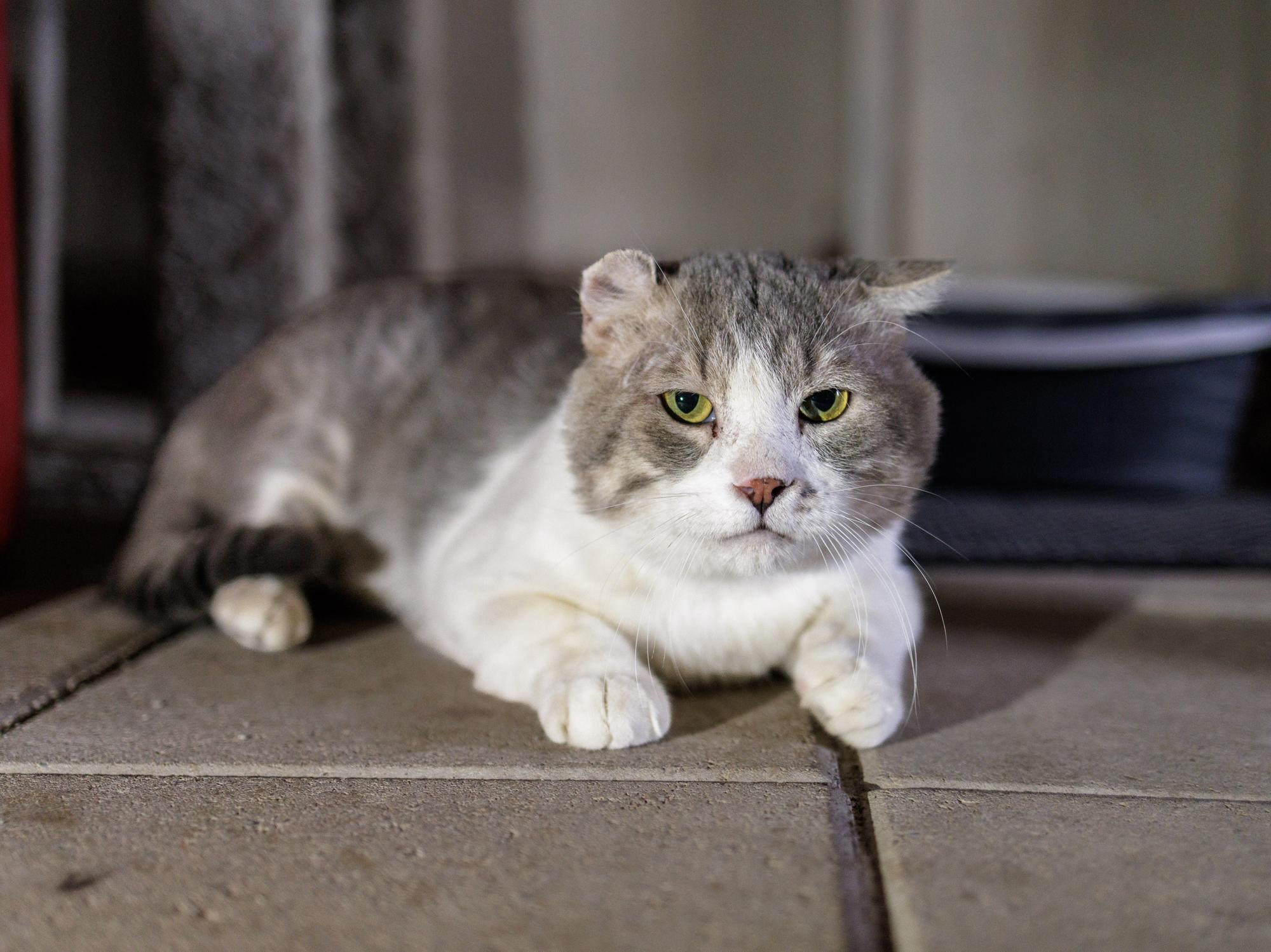 Freeway, Adoptable, Adult Male Domestic Short Hair.