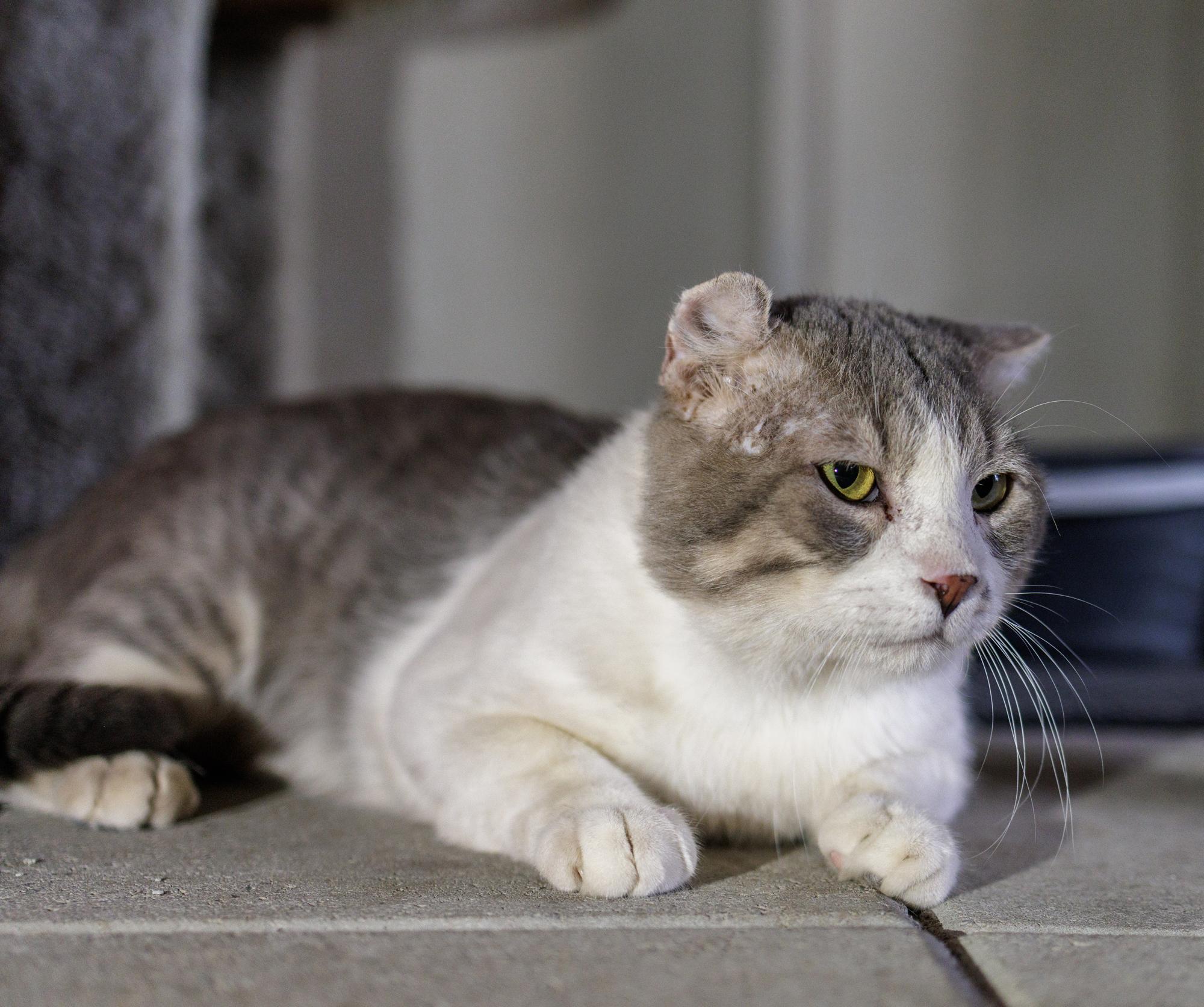 Enlarge Freeway, a Adoptable Domestic Short Hair in Marana, AZ image 2/2