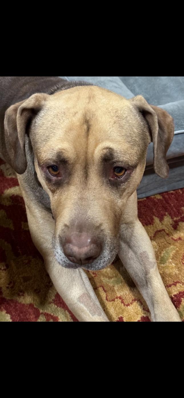 KINGSTON, Adult Male Shepherd