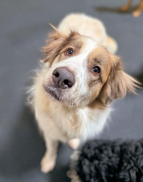 Enlarge Dahlia, a Adoptable mixed breed in Los Angeles, CA image 2/6