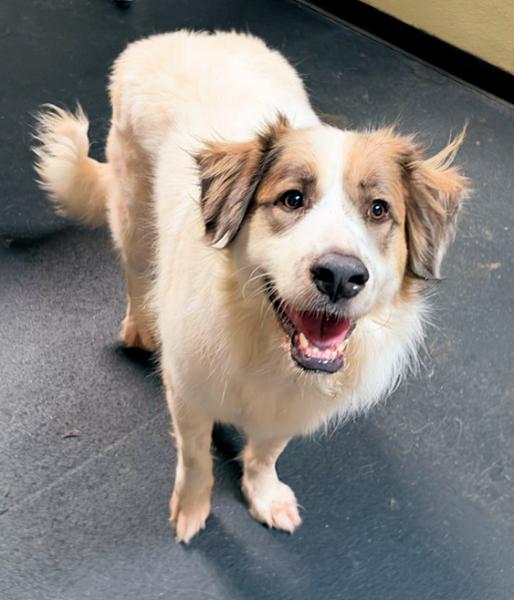 Enlarge Dahlia, a Adoptable mixed breed in Los Angeles, CA image 4/6