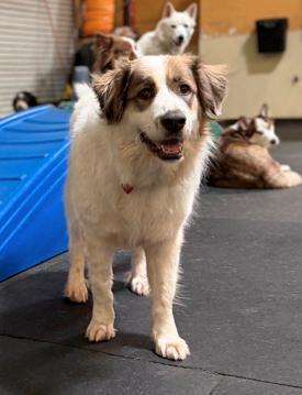 Enlarge Dahlia, a Adoptable mixed breed in Los Angeles, CA image 6/6