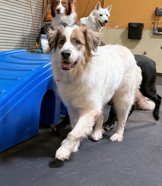 Enlarge Dahlia, a Adoptable mixed breed in Los Angeles, CA image 5/6