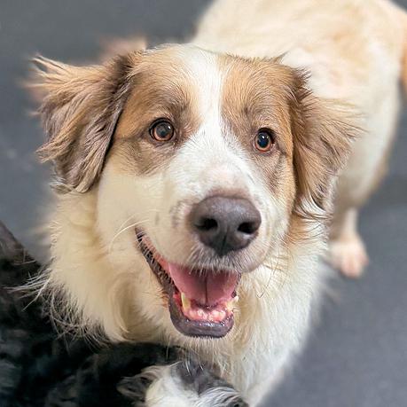 Dahlia, Adoptable, Adult Female Great Pyrenees.
