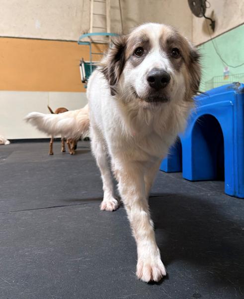 Enlarge Dahlia, a Adoptable mixed breed in Los Angeles, CA image 3/6