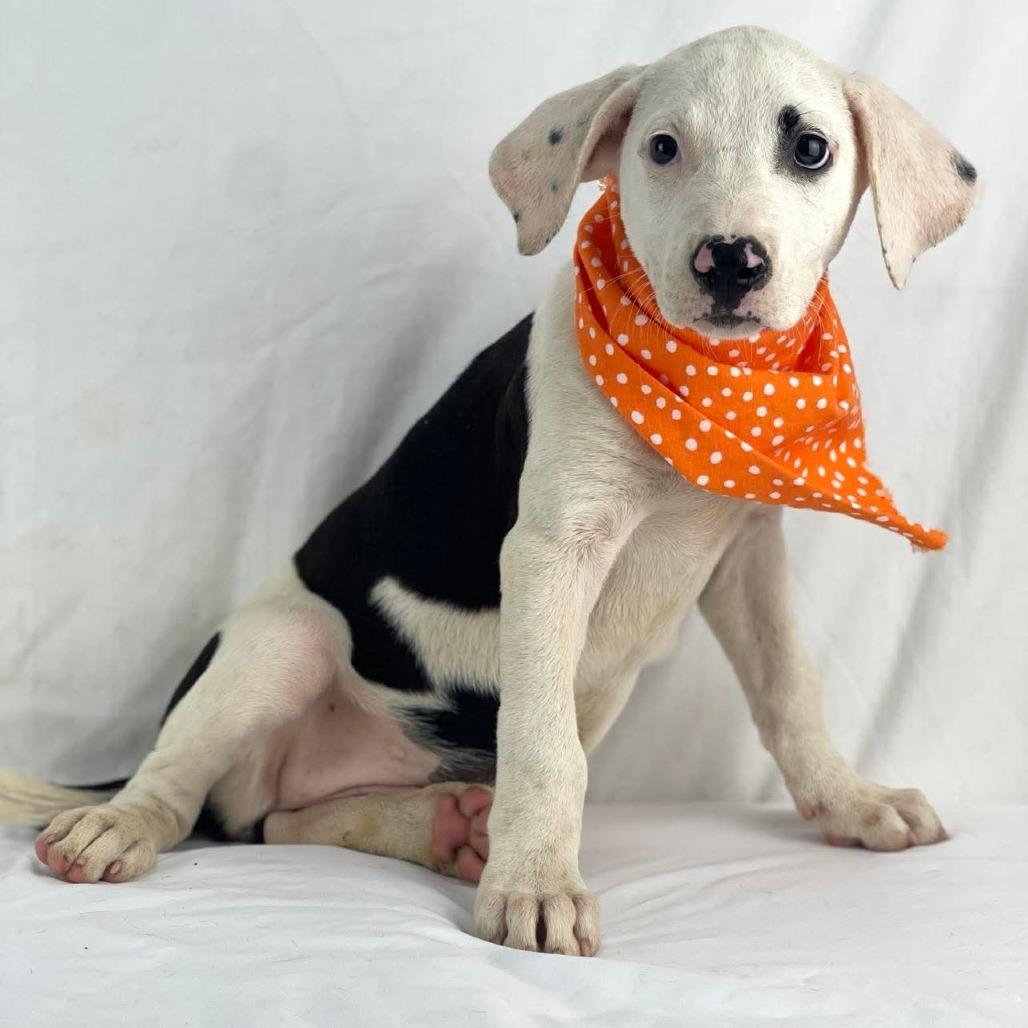 Polka - Local August 28-30, a ADOPTABLE mixed breed in Beaverton , OR image 2/2