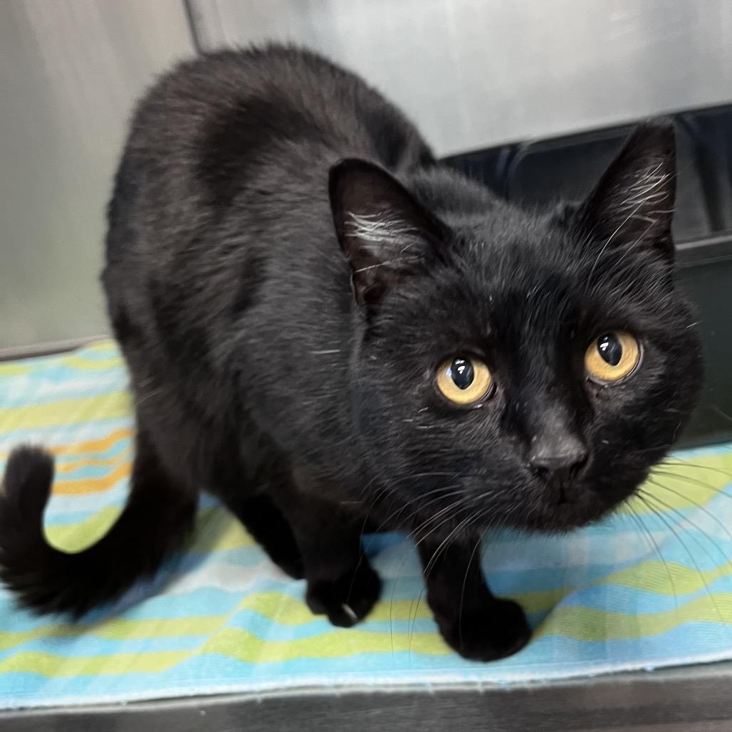 Black Beauty, Adoptable, Senior Female Domestic Short Hair.