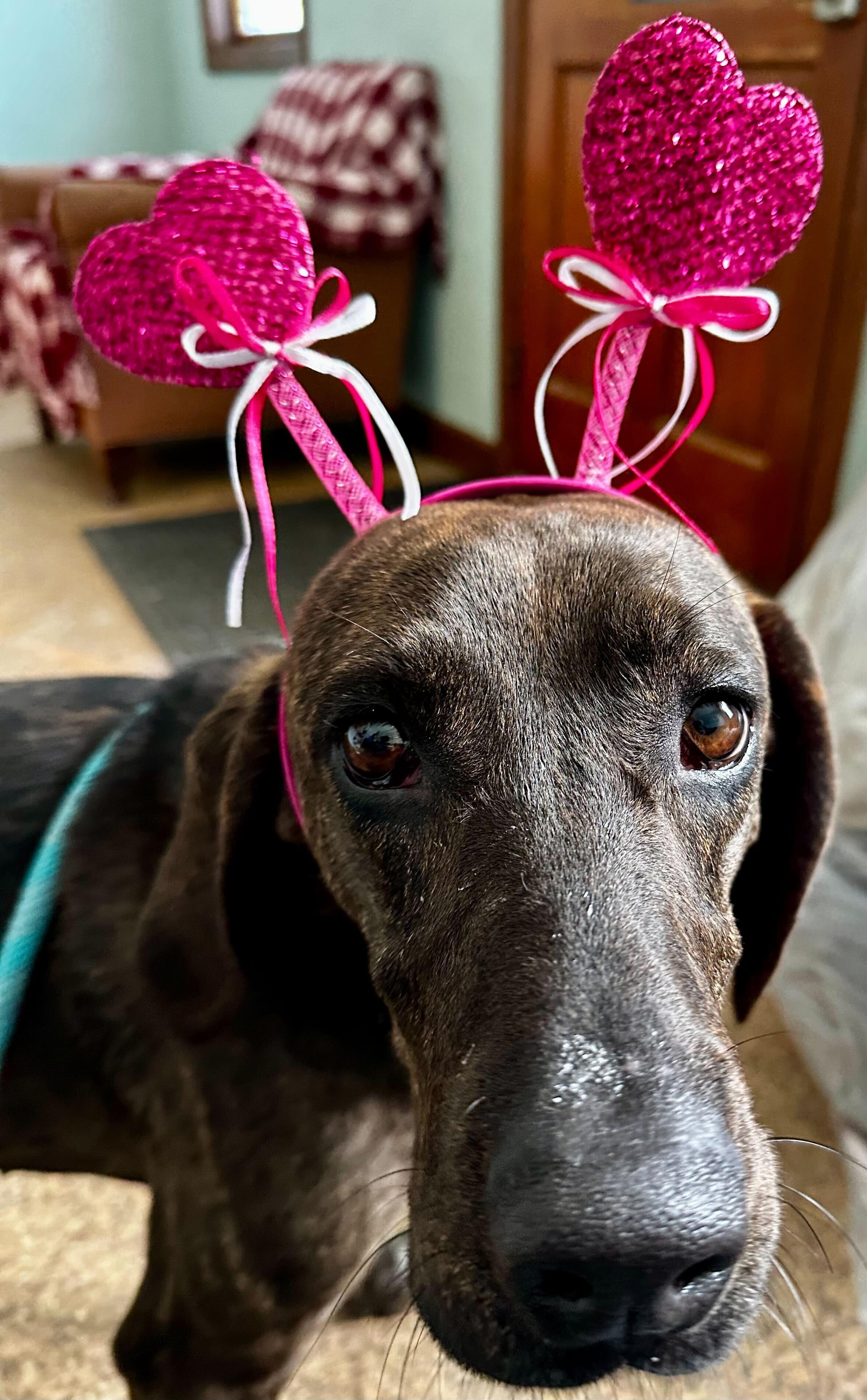 Marcella *HERE IN NH*, a ADOPTABLE Mixed Breed in Northwood, NH image 2/3