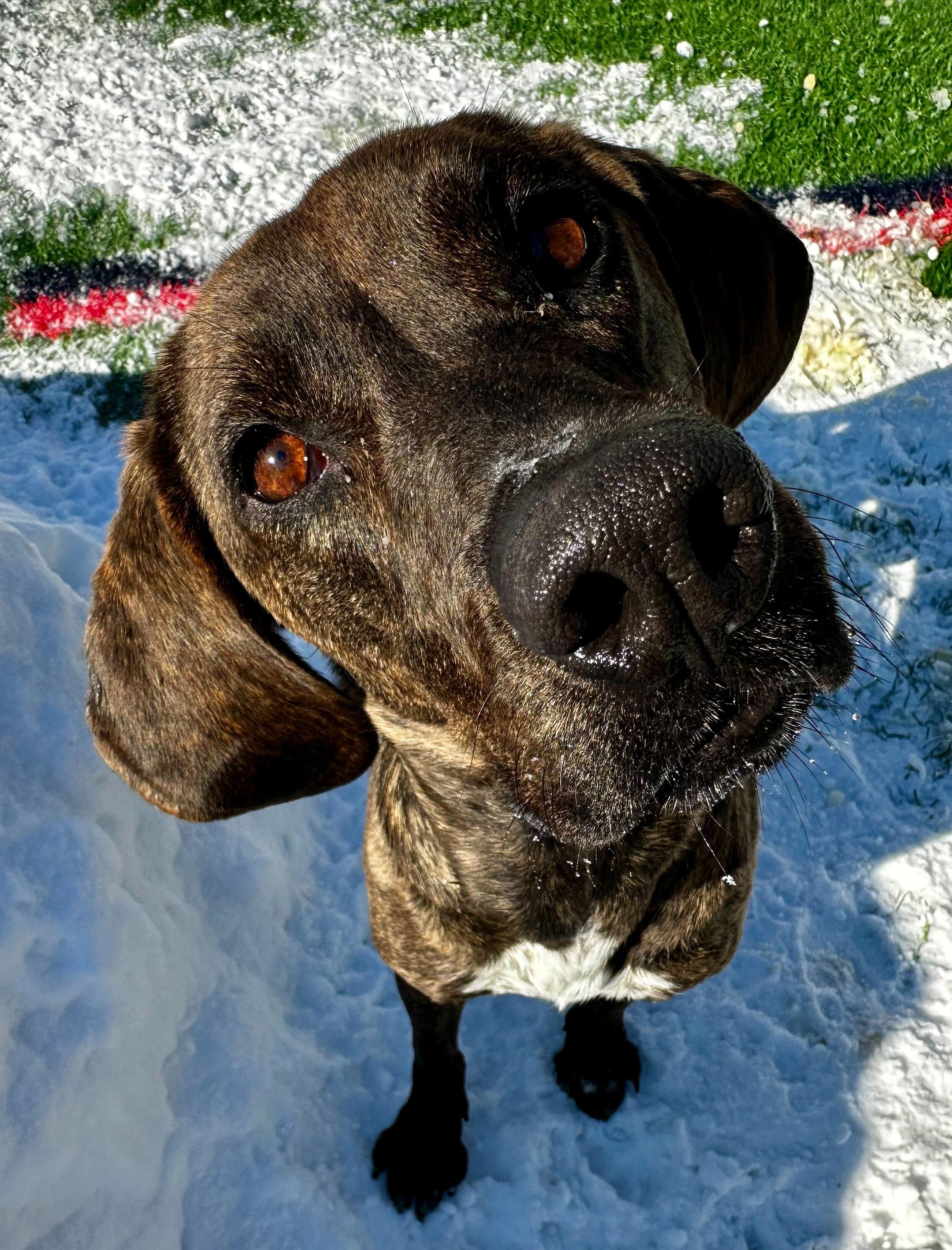 Marcella *HERE IN NH*, ADOPTABLE, Adult Female Mixed Breed.