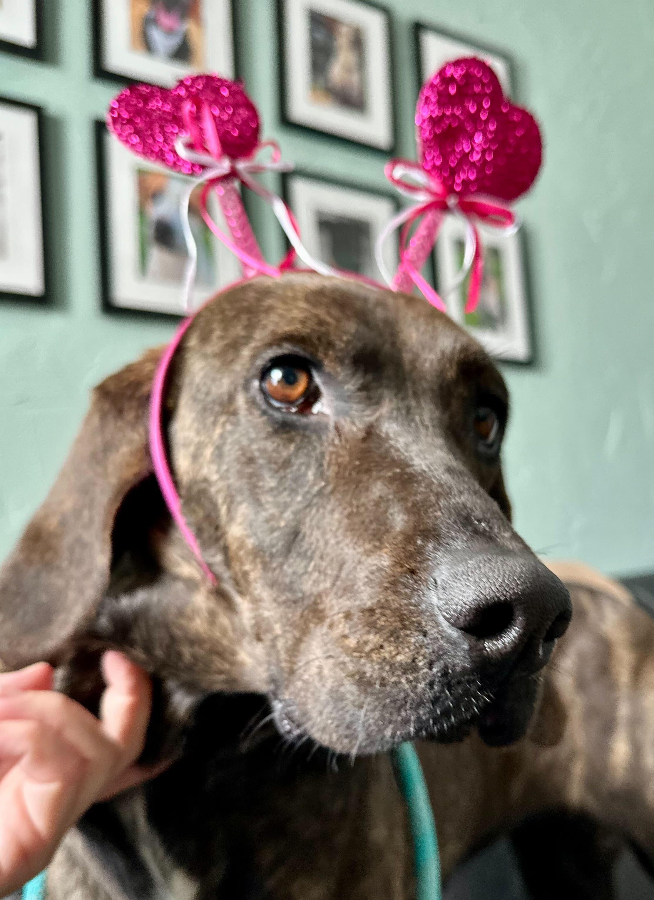 Marcella *HERE IN NH*, a ADOPTABLE Mixed Breed in Northwood, NH image 3/3