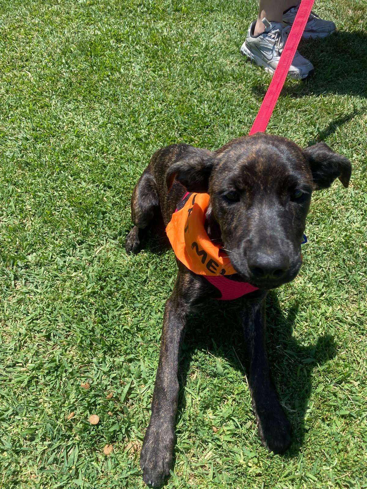 Enlarge Tammy, a Adoptable mixed breed in San Diego, CA image 2/4