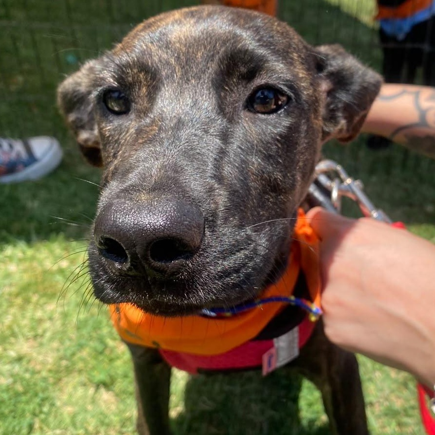 Tammy, Adoptable, Puppy Female Labrador Retriever & Terrier.