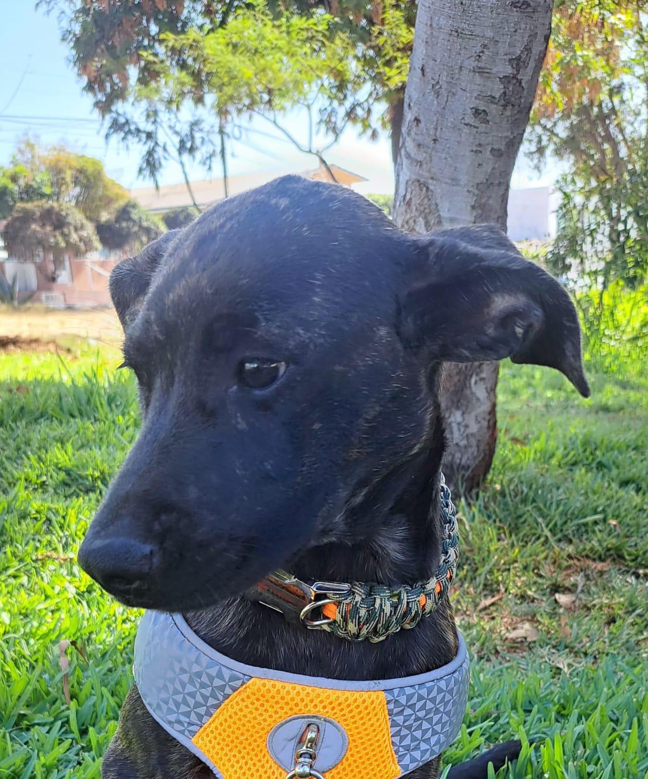 Enlarge Tammy, a Adoptable mixed breed in San Diego, CA image 4/4