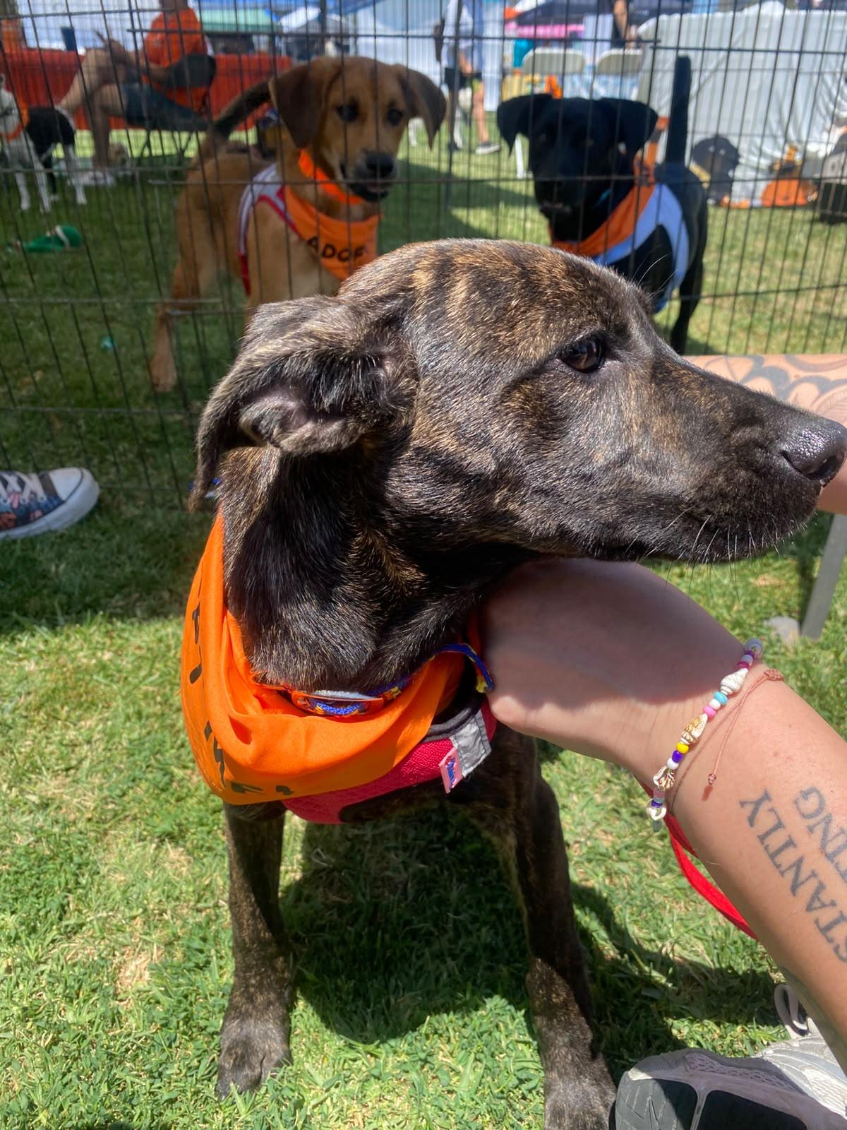 Enlarge Tammy, a Adoptable mixed breed in San Diego, CA image 3/4