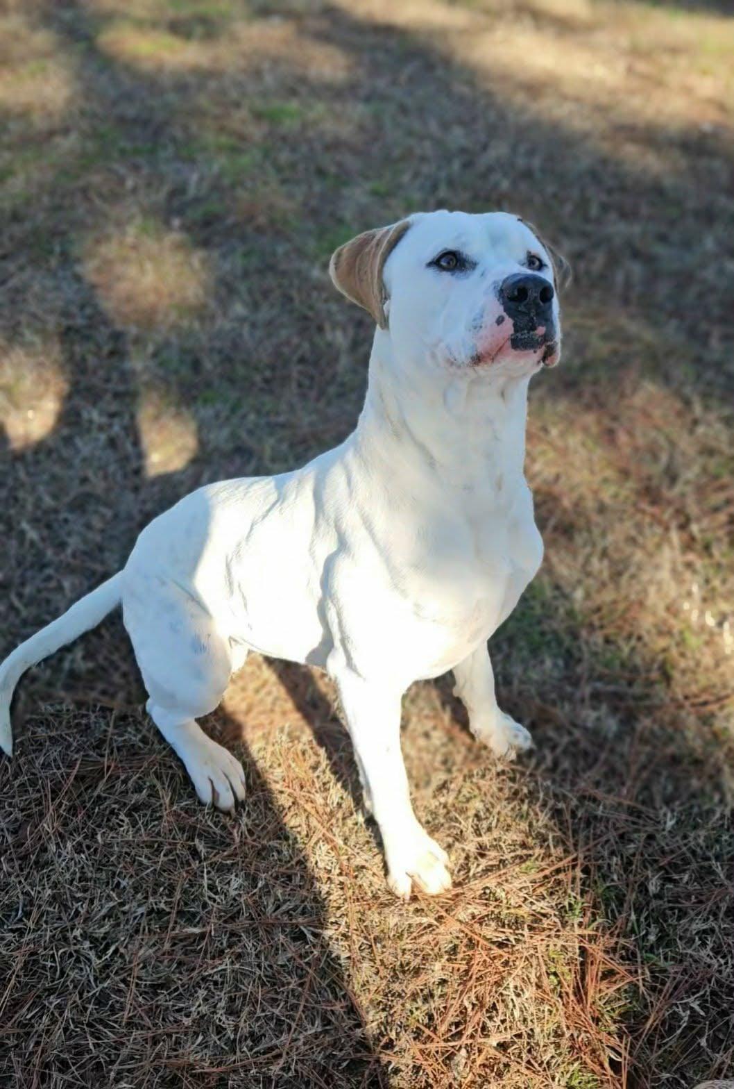 Chance, ADOPTABLE, Young Male American Bulldog & Boxer.