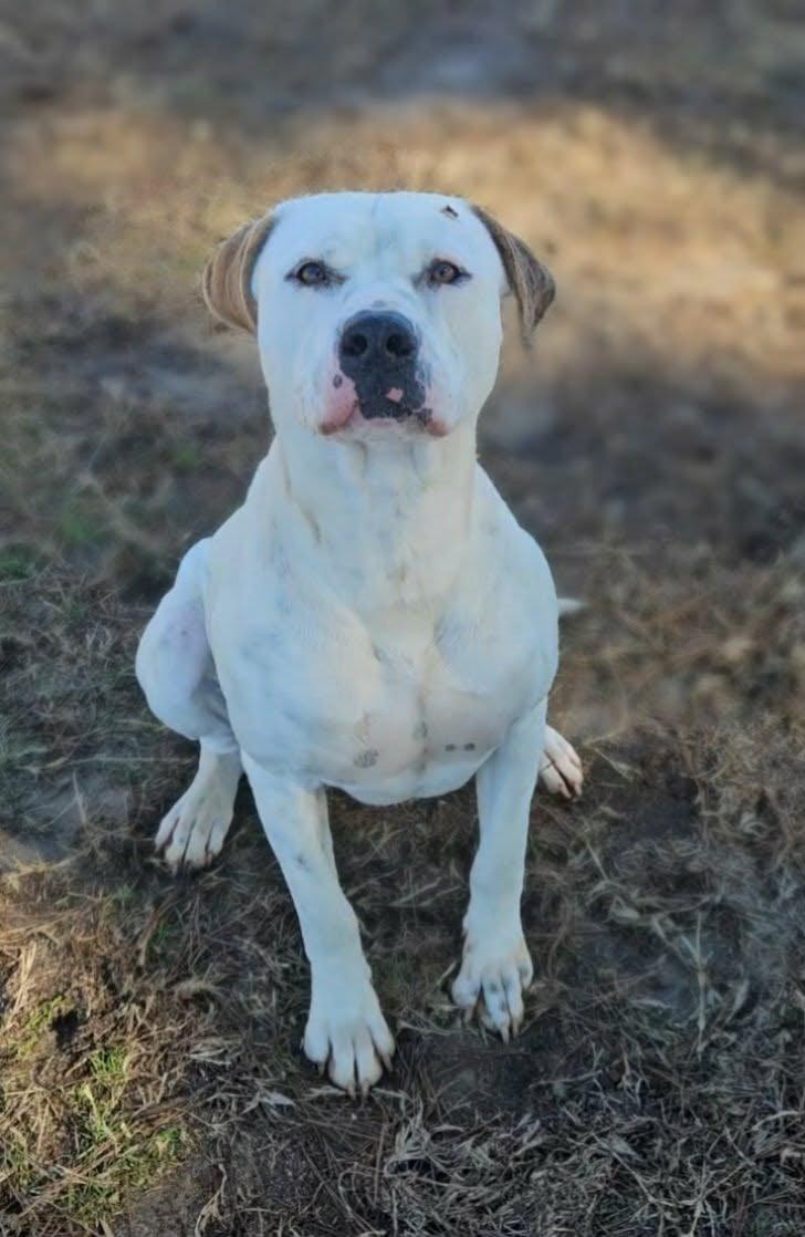 Enlarge Chance, a ADOPTABLE mixed breed in Leesburg, GA image 2/2